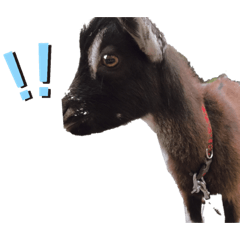 愛されぴーちゃん2