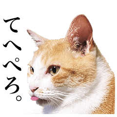 猫の写真で作ったスタンプ 2