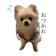 ポポちゃんの日常。