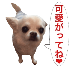 サンキューおっさんとゆかいな仲間達 13