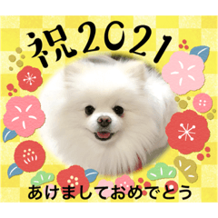 ポメラニアン埼玉まるちゃん4