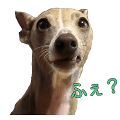 イタグレ紳士チェレステくんの日常