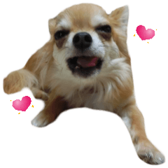 チワワのセレサ13 日常会話スタンプ