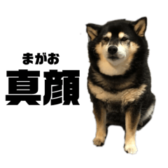 黒柴小夏さんモフモフぽっちゃり第1弾