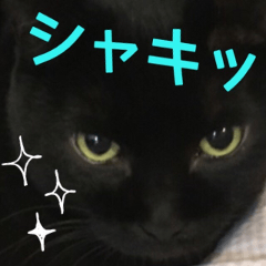 あっぷでにゃにゃにゃ