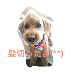 わんこさんスタンプ