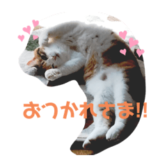 うちの猫軍団