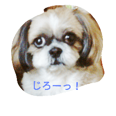 モモタロウスタンプ