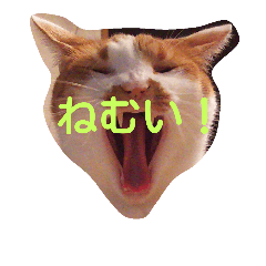 うちのにゃんこ兄弟