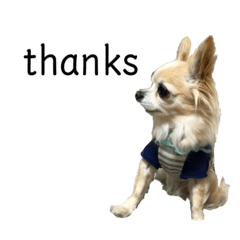 いろいろミント　(1)