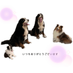 シェル　バニ　♡