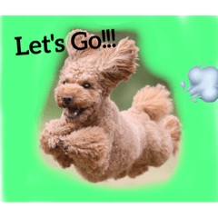 トイプードルのROCKと蘭❤