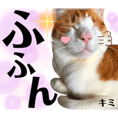 きみ＆ミル＆ティディ＆こま　その4