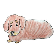 困り眉のダックス チョコたん