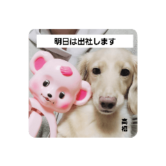 ダックスのつぶやき TAKA☆dog お仕事