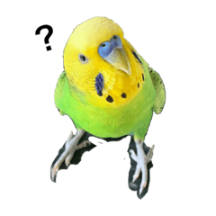 ぱぴこの独り言