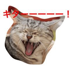 うちの可愛い猫たちをみてくれ！