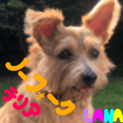 ノーフォークテリア１