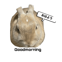 うさぎ  さび丸の日常2