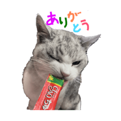 我が家のネコしゃん