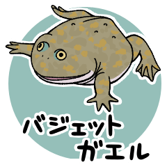 バジェットガエル
