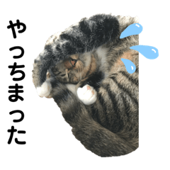 かりゆし たまちゃん【2】