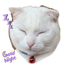 北島家の愉快な猫たち