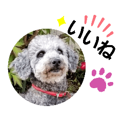 トイプードルの日常挨拶 Line stamp
