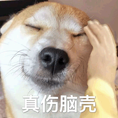 柴犬の日常をおかしくする3