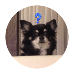 チワワのバブリー☆2