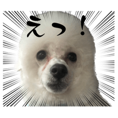 白トイプードル のくぅ