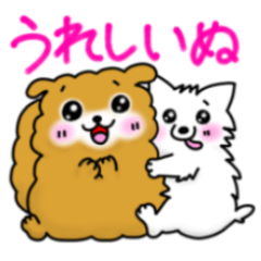 不死身の犬のコンしら