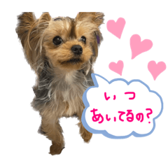 いぬとねこの生活