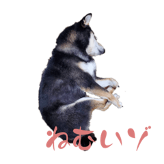 おれの名はのりまき“NORIMAKI”