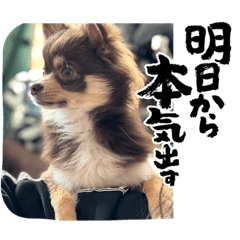 チワワのラウくん