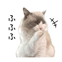 ラグドールのらぐ