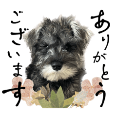 チャコ＊ミニチュアシュナウザー