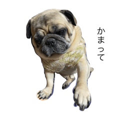 こてつのこてつかも