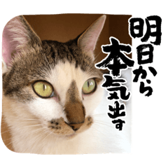 今日のフワワとショコラ#2