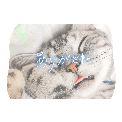 作ったスタンプ、