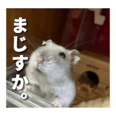 ハムコロスタンプ！！