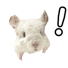 ちんちらふぁんくらぶ