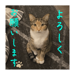 仕事や日常でよく使う言葉・敬語（猫写真）