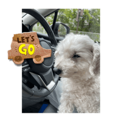 白いトイプードルぽ吉