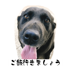 まさみとなかまたち