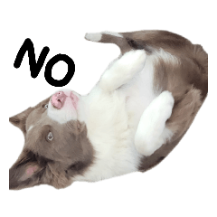 ボーダーコリーのぼんてん丸②