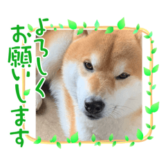柴犬リュウキくん
