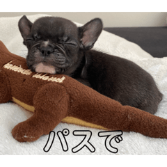 パドルの日常(1)