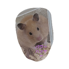 かわいいだろハムスター3