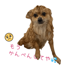 ぽこぽこポメラニアン2